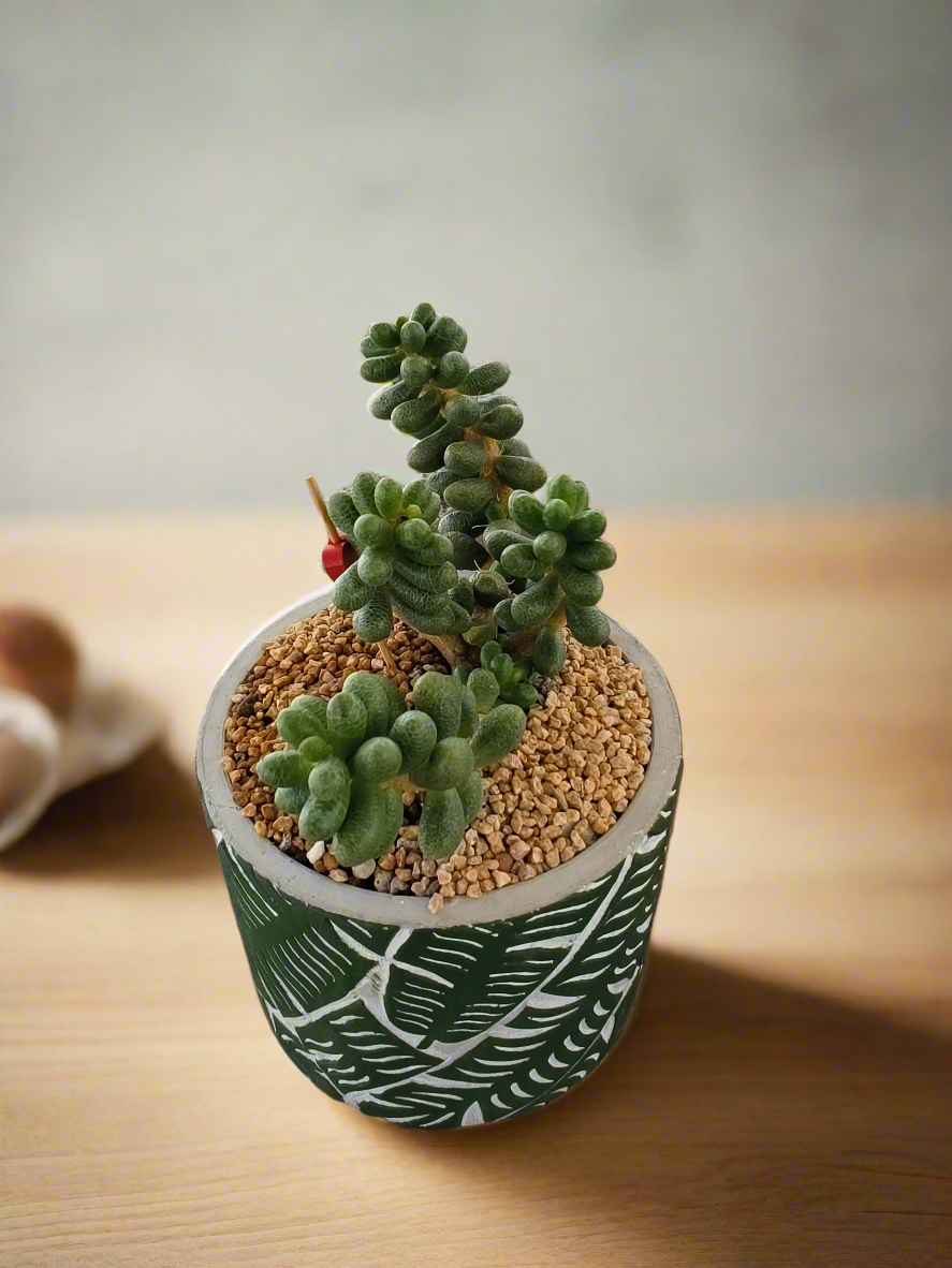 Succulent Whispering Leaves – Sedum Hernandezii