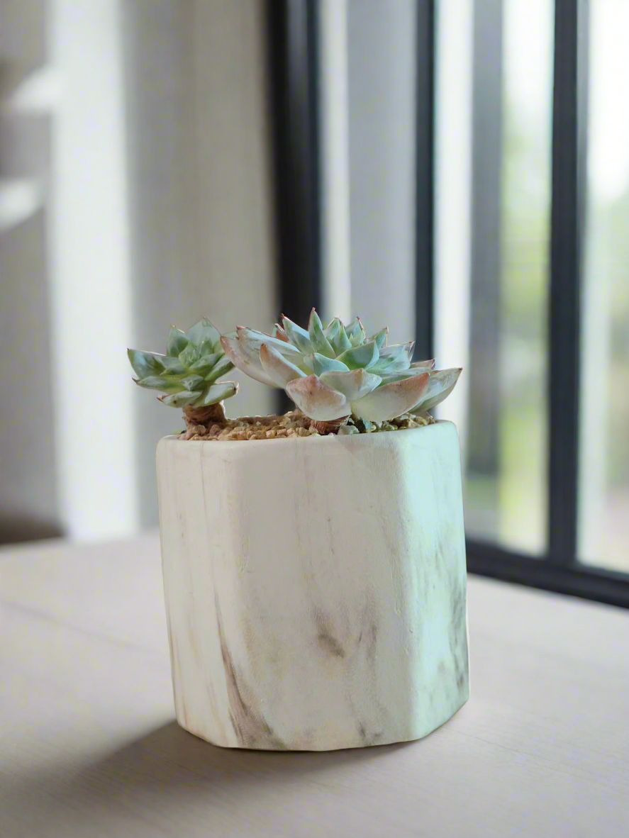 Succulent Radiant Octagon Brown – Echeveria BlueBird - SlowBloomGreens