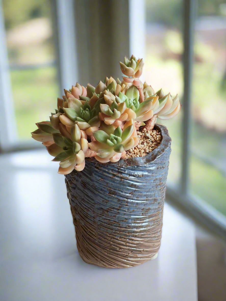 Succulent Rustic Floral Embossed Pot – Graptopetalum 'Bronze' - SlowBloomGreens