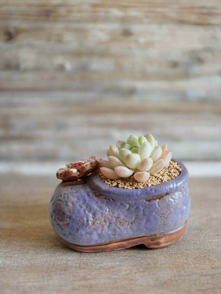 Succulent Mary Jane Charm Violet – Pachyphytum Cream Beauty - SlowBloomGreens