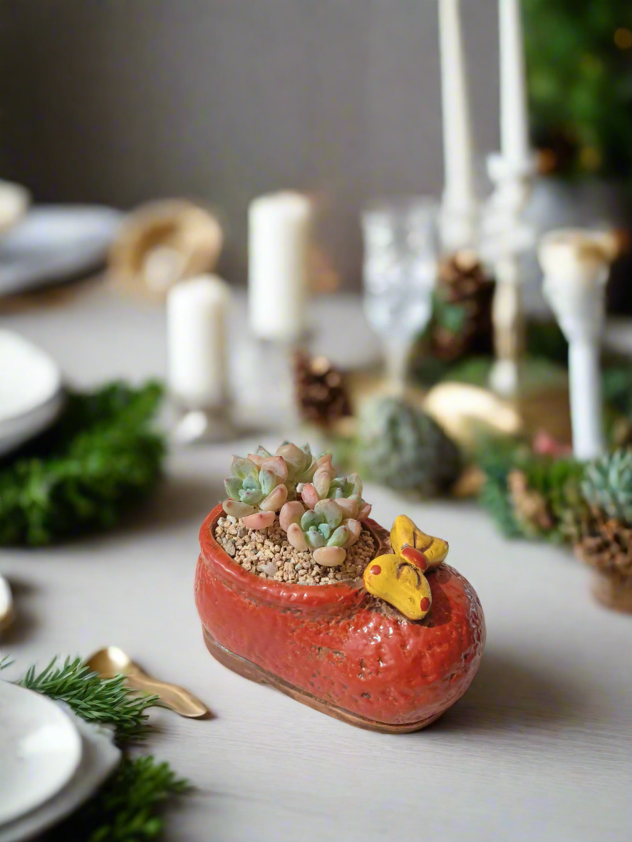 Succulent Mary Jane Charm Red – Pachyveria Elaine - SlowBloomGreens