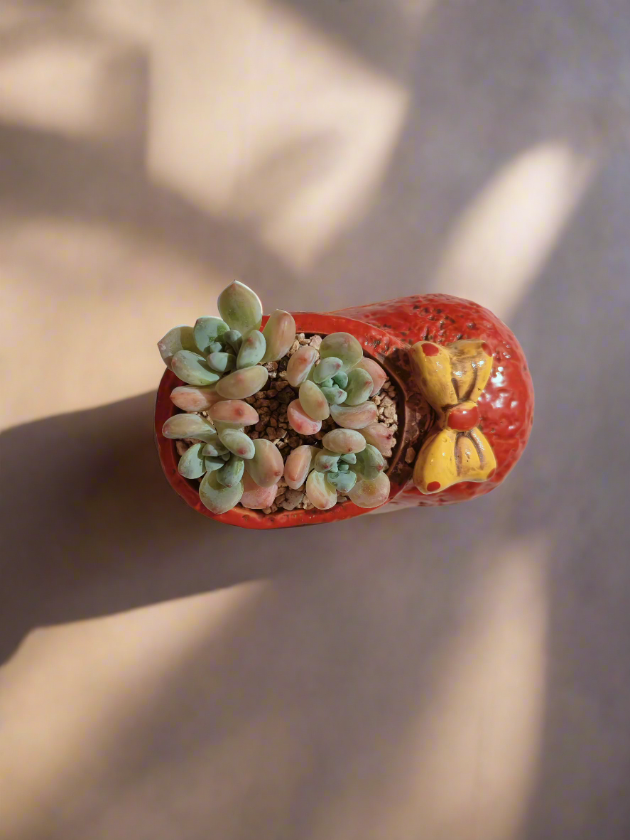 Succulent Mary Jane Charm Red – Pachyveria Elaine - SlowBloomGreens