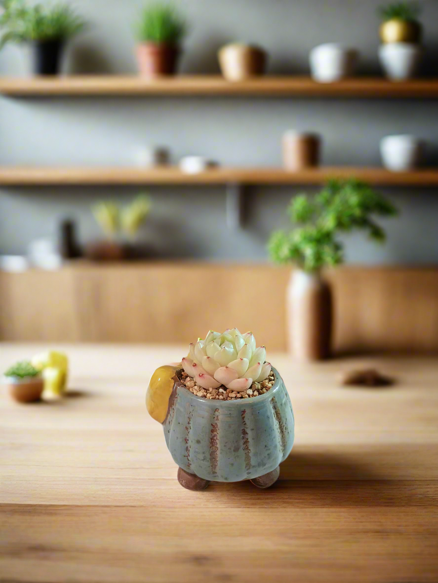 Succulent Ceramic Round Bow Blue – Echeveria White Minima - SlowBloomGreens