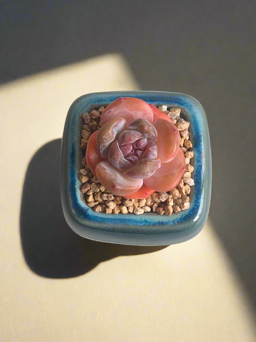 Succulent Serene Square Mini Planter – Echeveria 'Cosette'