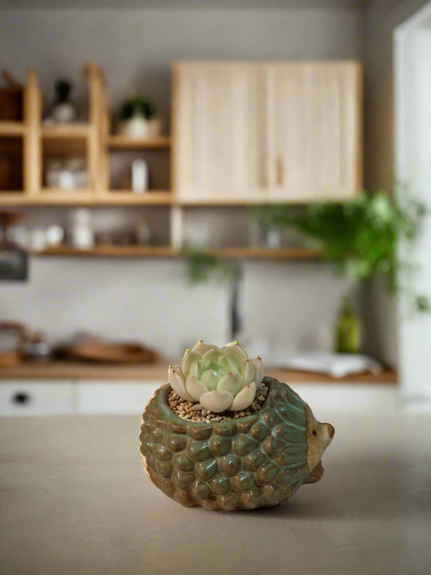 Succulent Hedgehog Pot - Sedeveria 'Blue Elf' (Happy Plant) - SlowBloomGreens