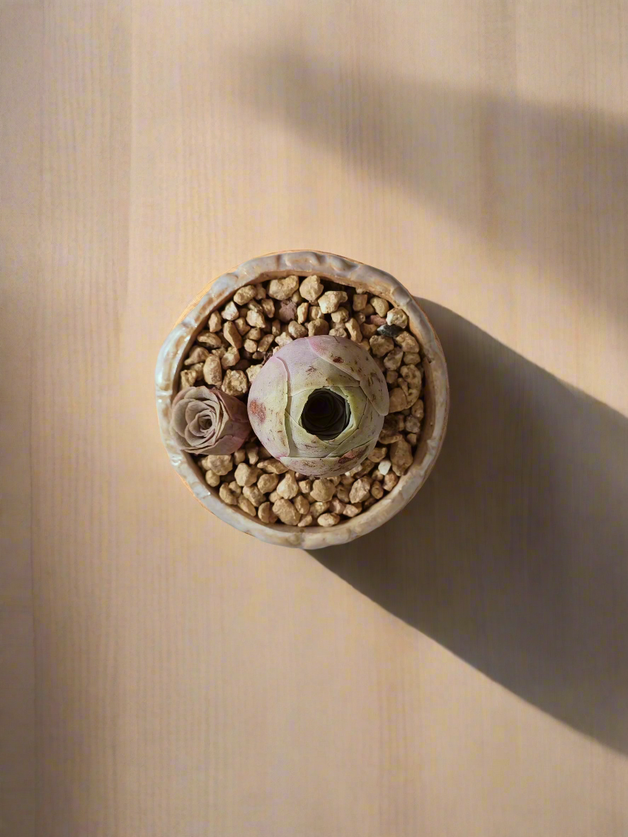 Succulent Lilac Ombre Rustic Planter – Egg Mountain Rose - SlowBloomGreens