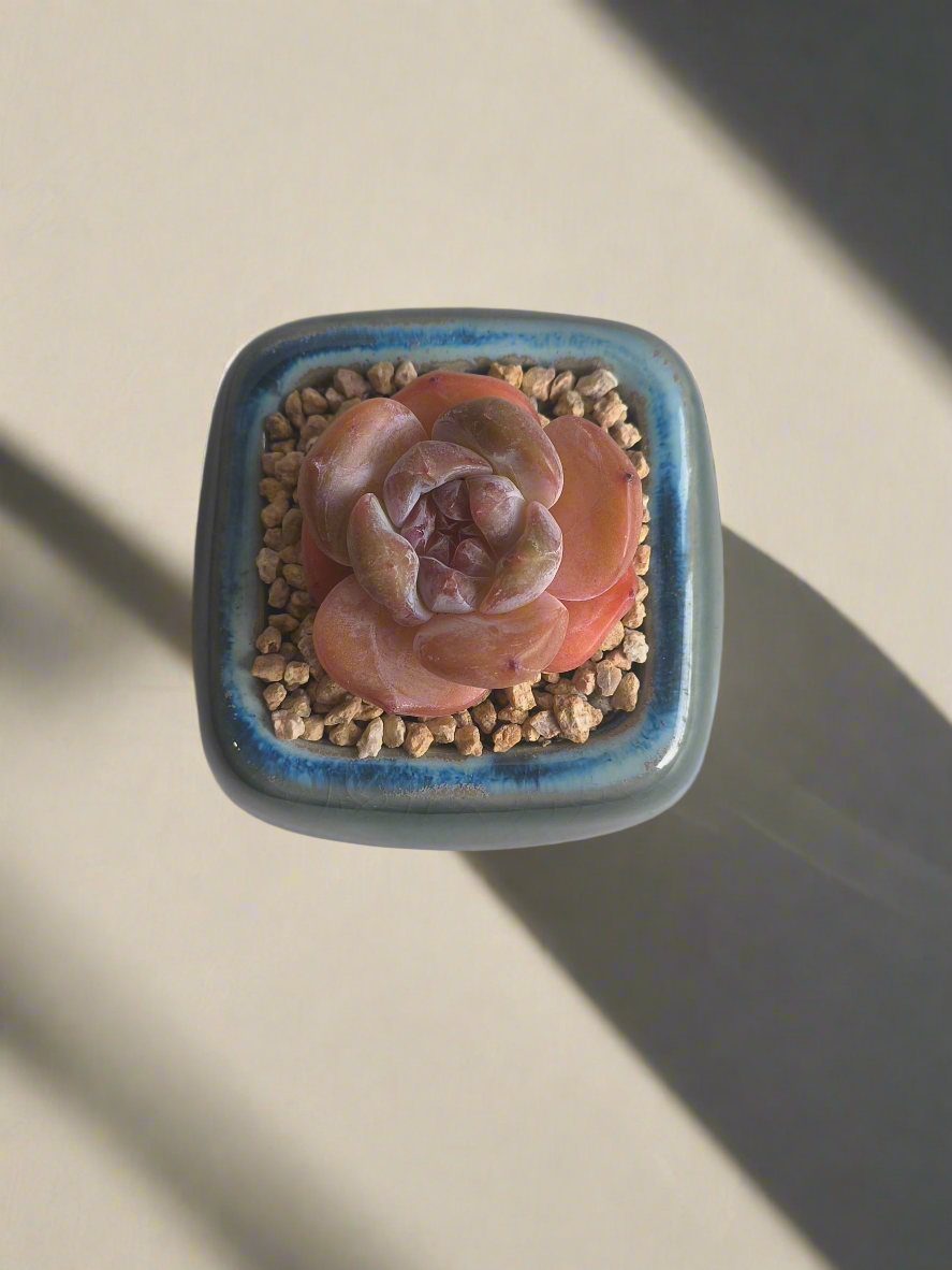 Succulent Serene Square Mini Planter – Echeveria 'Cosette'