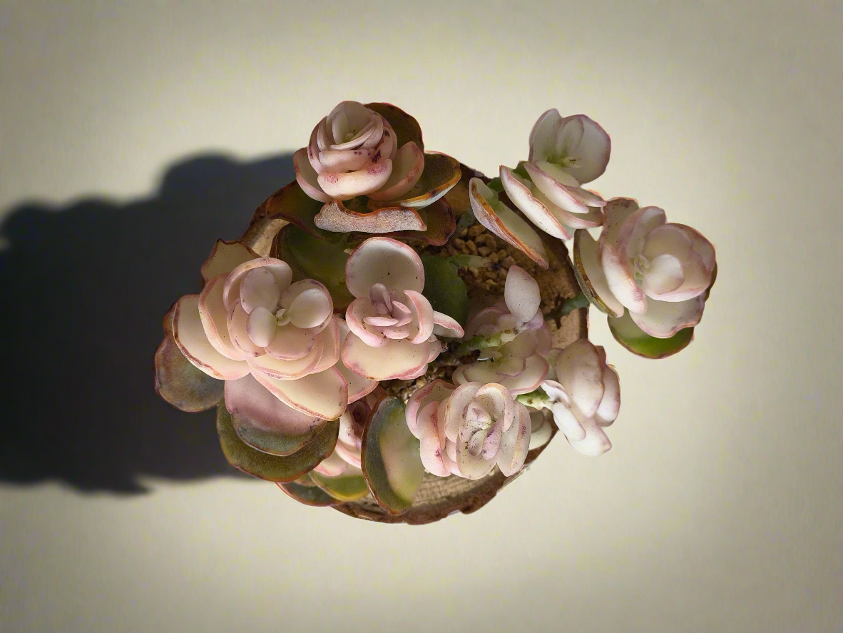 Succulent Natural Wood Log Pot - Kalanchoe Marnieriana - SlowBloomGreens