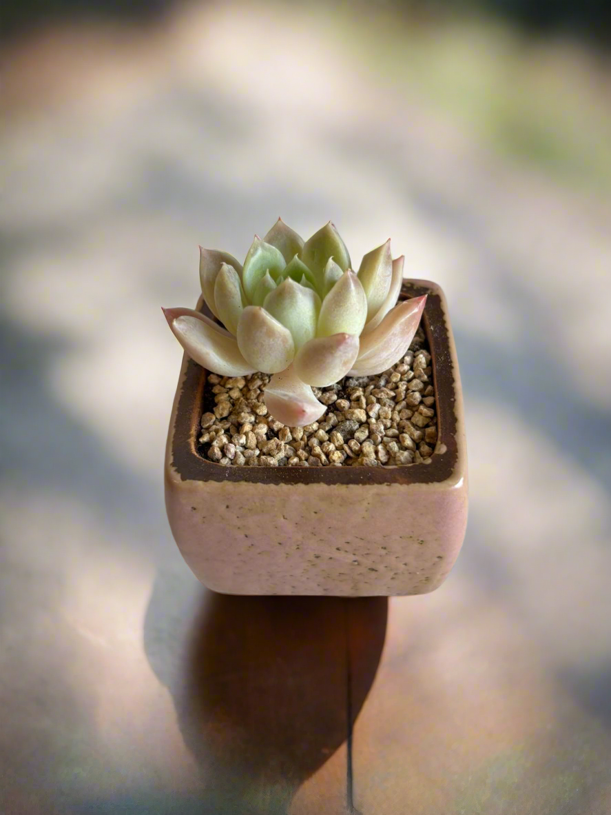 Succulent Ceramic Square Flowerpot Pastel Pink – Pachyphytum Cream Beauty - SlowBloomGreens