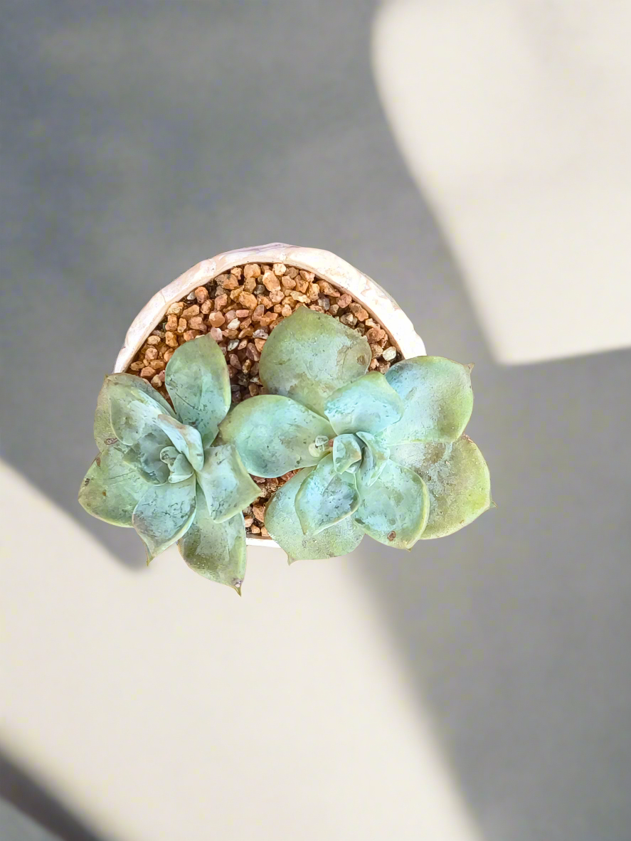 Succulent Lilac Ombre Rustic Mini Planter – Graptopetalum 'Purple Delight' - SlowBloomGreens