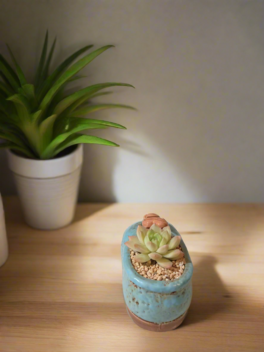 Succulent Mary Jane Charm Blue – Echevaria Elegans - SlowBloomGreens