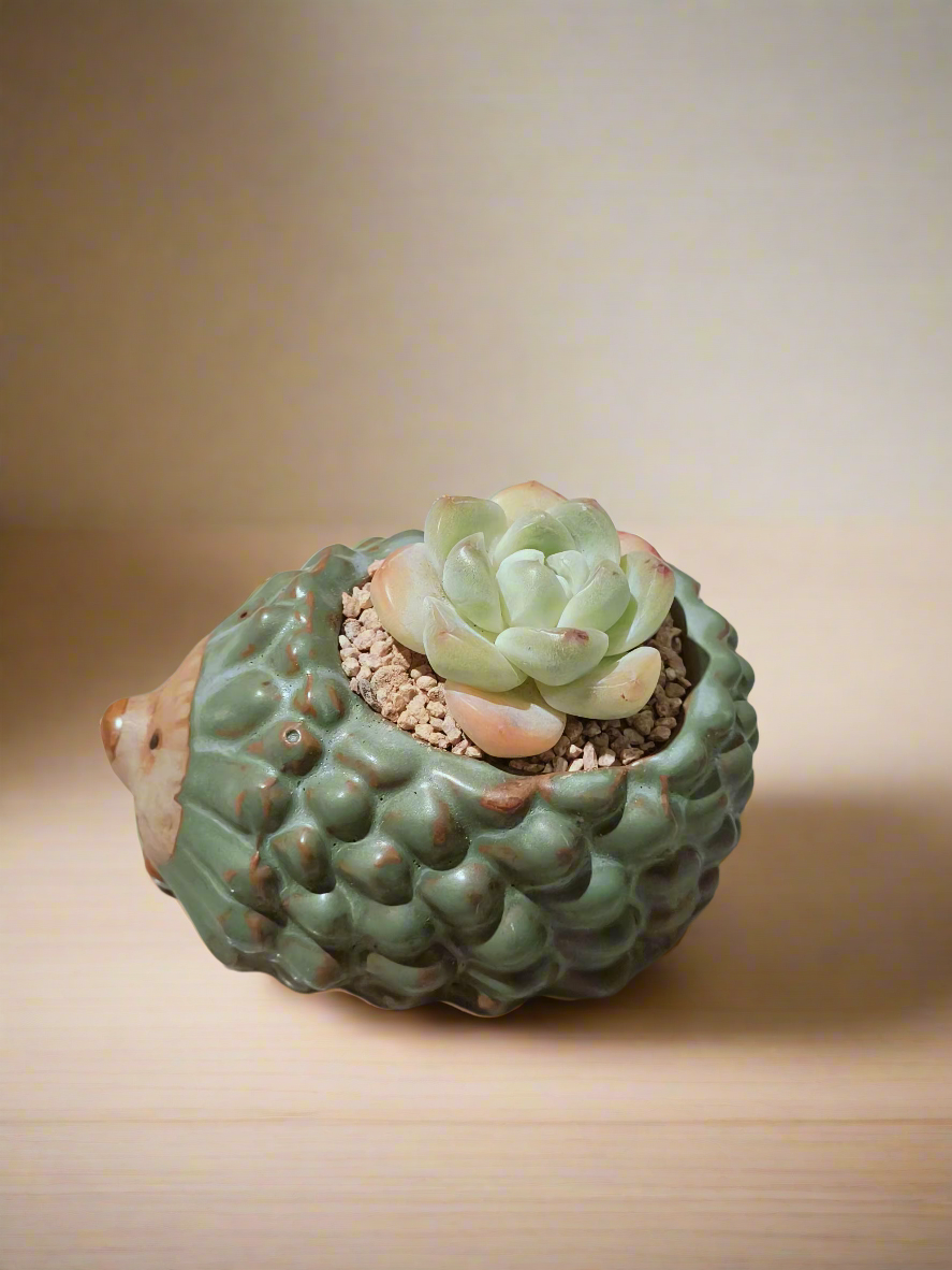 Succulent Hedgehog Pot - Echeveria Elegans - SlowBloomGreens