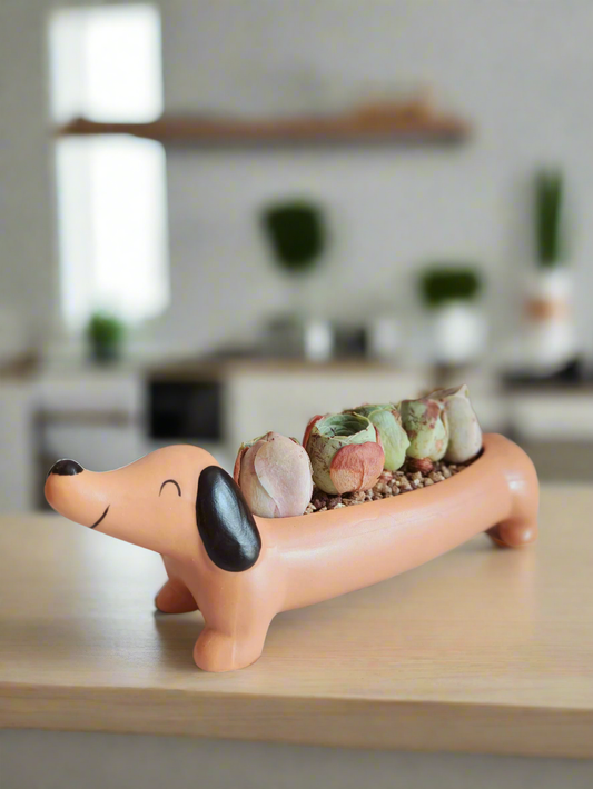 Succulent Daunchund - 5 Mountain Roses 'Greenovia' (Lilac & Green) - SlowBloomGreens