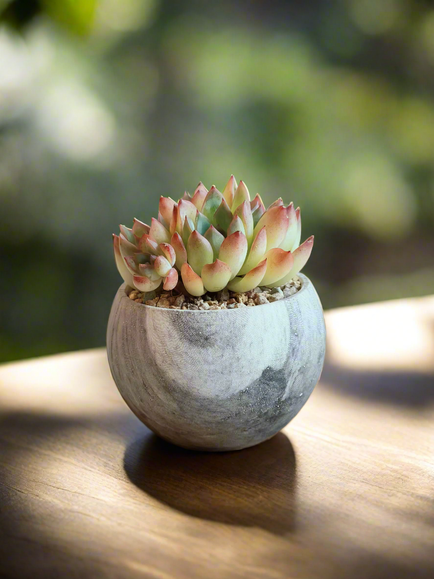 Succulent Elegant Round Dark Grey – Echevaria hybrid - SlowBloomGreens