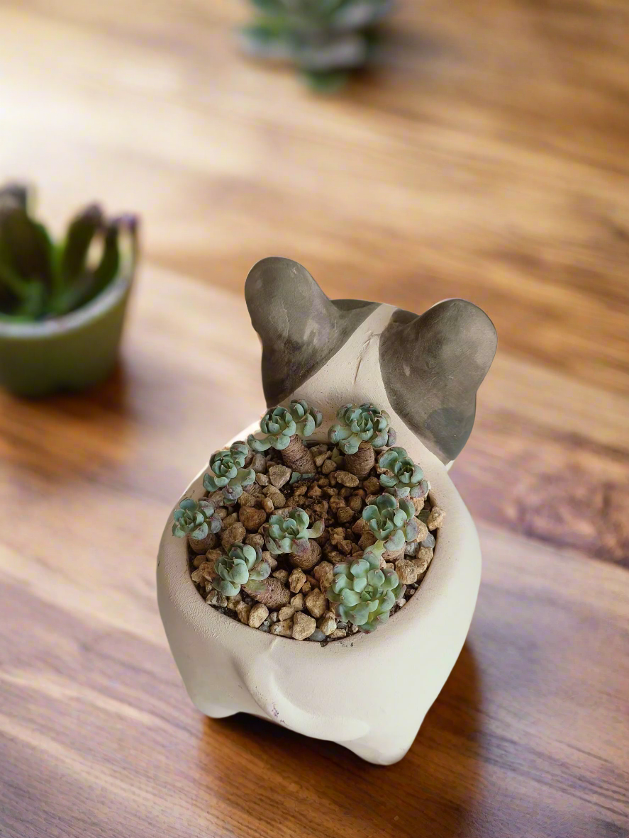 Succulent Dog Planter - mini Echeveria Blue elf - SlowBloomGreens