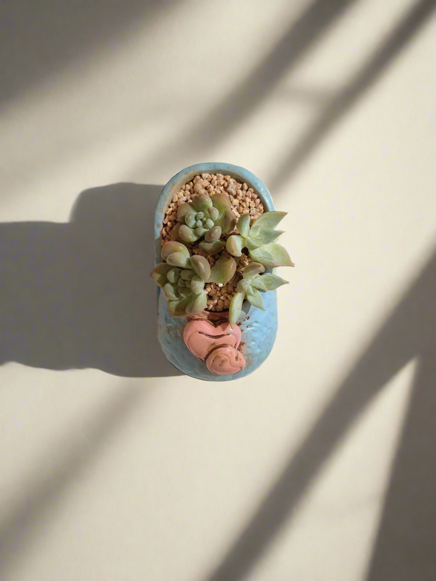 Succulent Mary Jane Charm Blue – Graptopetalum mendoza & Pachyveria pachyphytoides - SlowBloomGreens