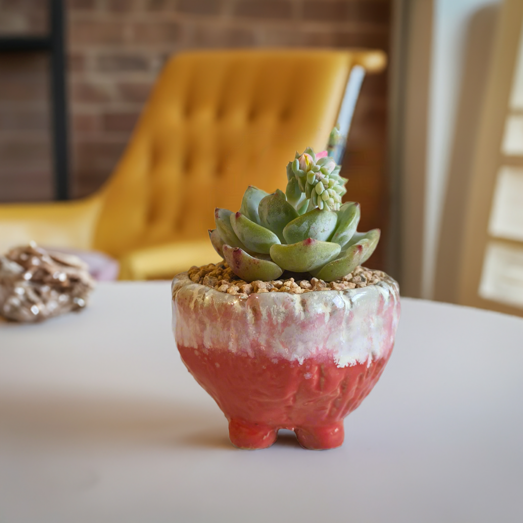 Succulent Red Ombre Rustic Pot – Echeveria 'Mont Blanc' (Going to bloom😍) - SlowBloomGreens