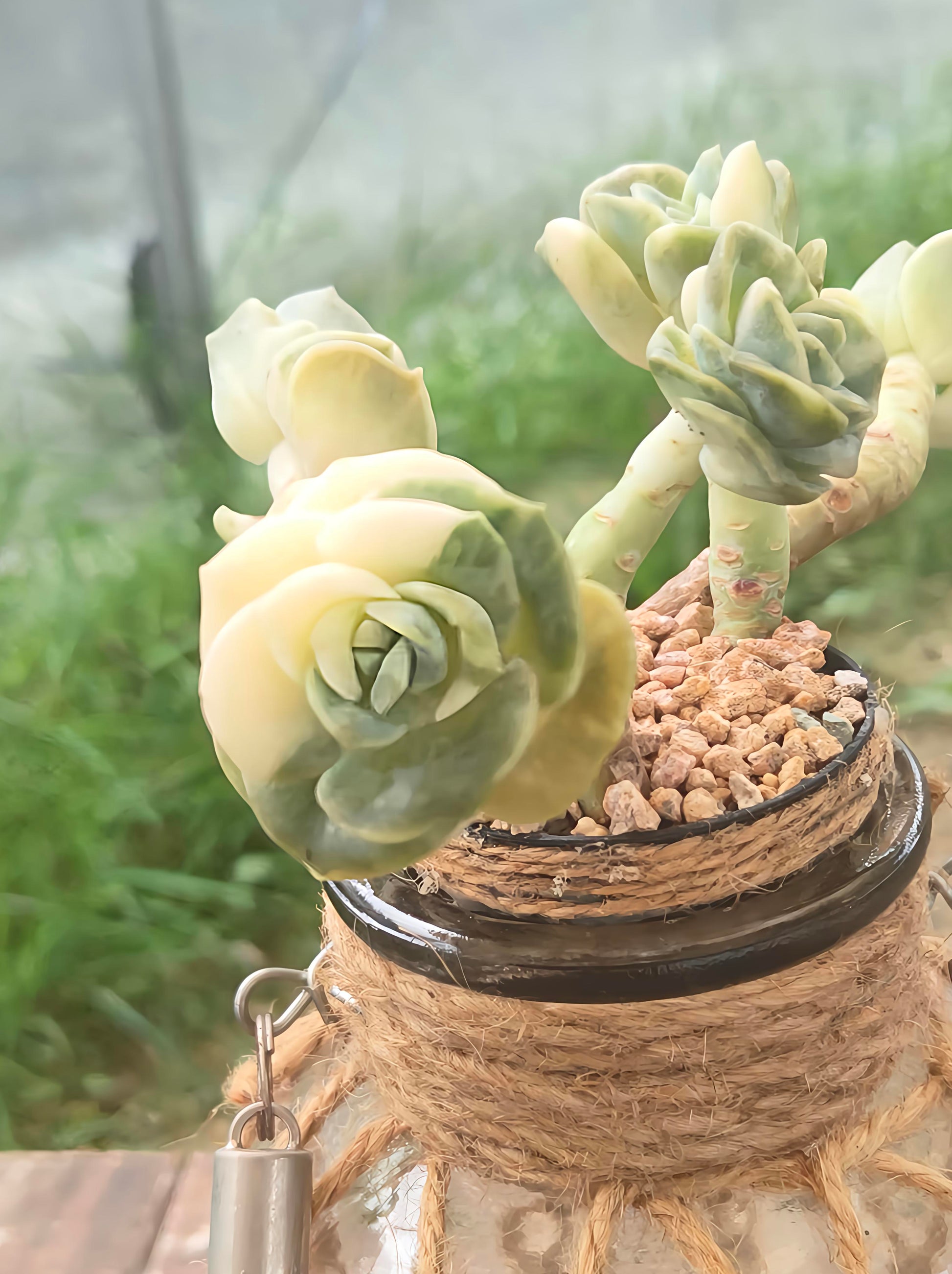 Succulent Retro Hemp Rope Vase - Graptoveria 'Lovely Rose' - SlowBloomGreens