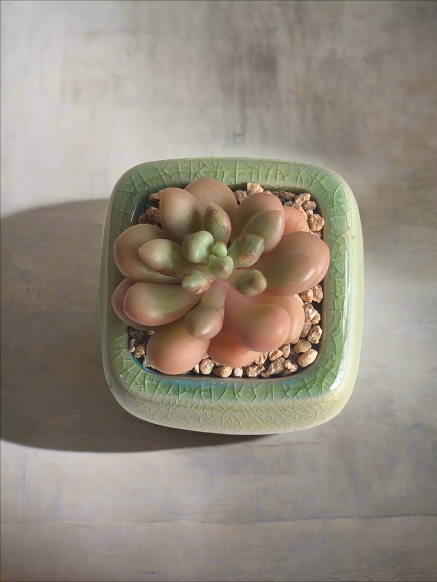 Succulent Mini Serene Square – Graptopetalum 'Mirinae'