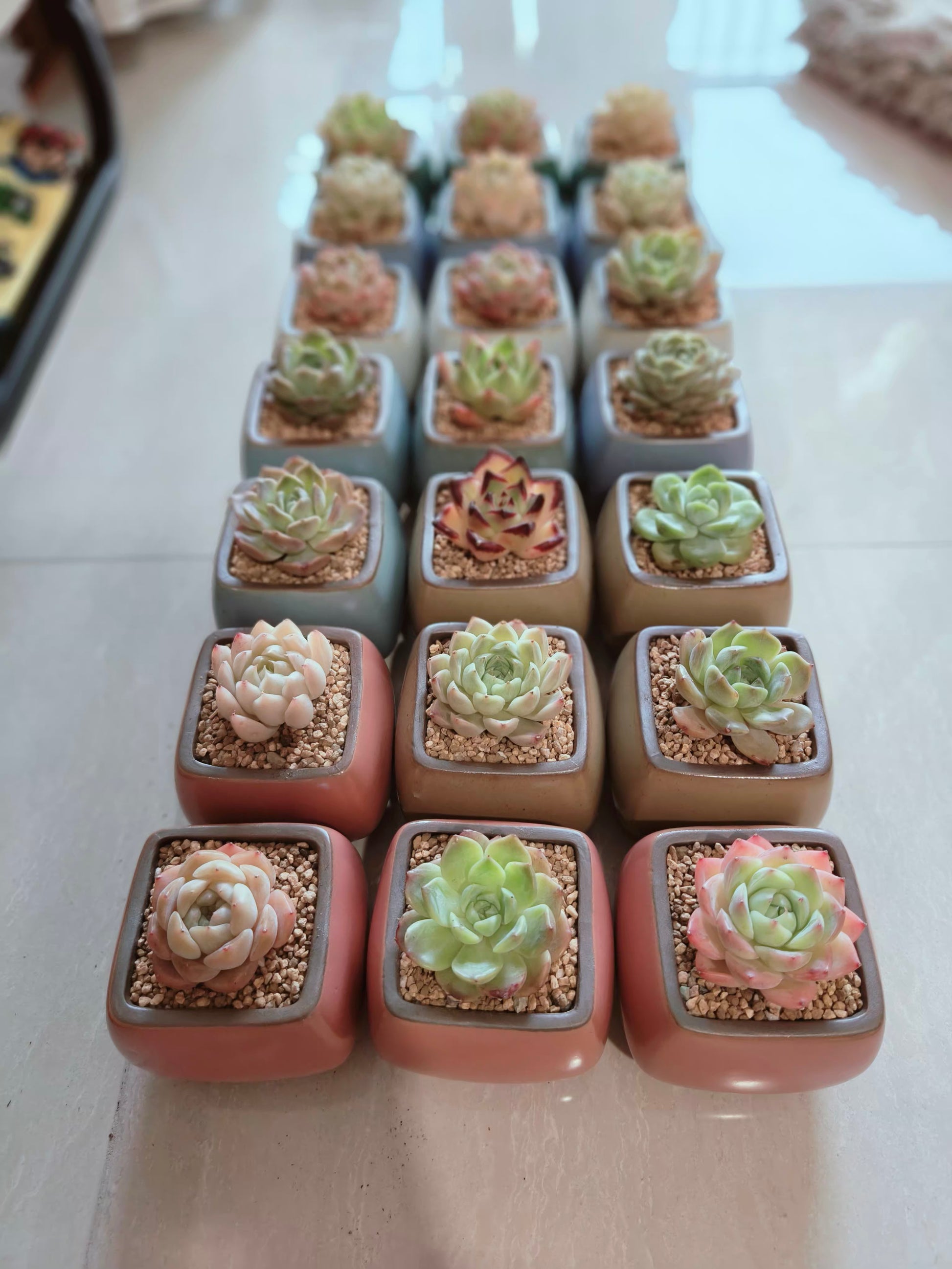 Succulent Serene Square Pots- Gift Favors (6 in a set) - SlowBloomGreens