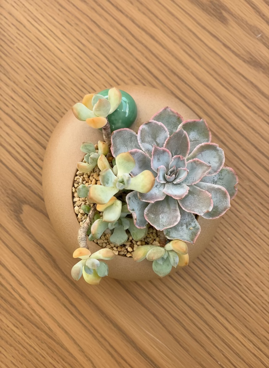 Succulent Seven-Spotted Ladybug Planter – Handcrafted Succulents