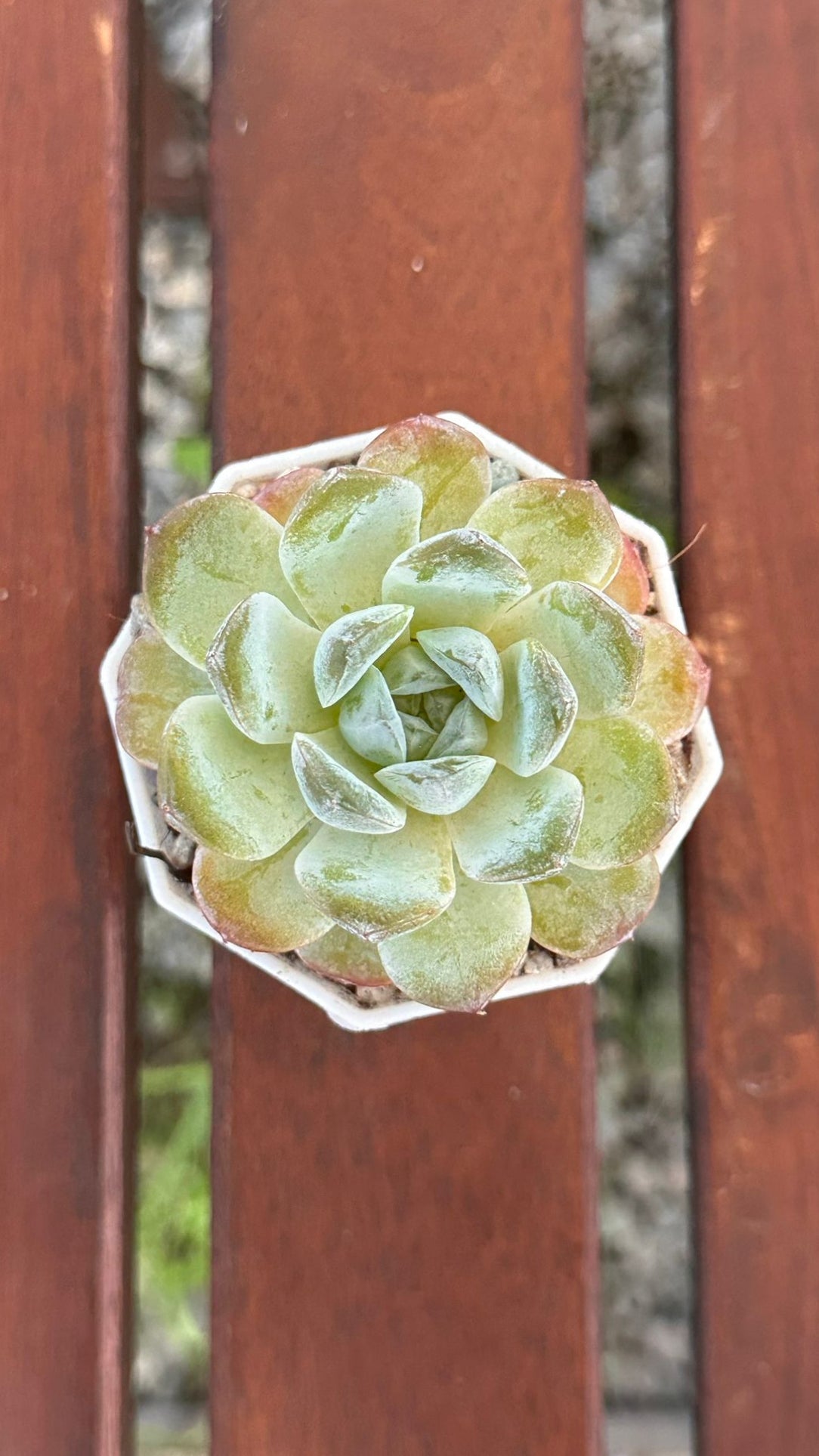 Succulent Starter Planter - Echeveria Ice Green