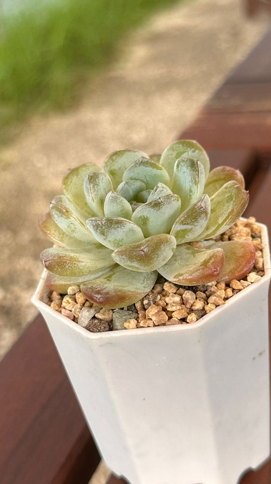 Succulent Starter Planter - Echeveria Ice Green