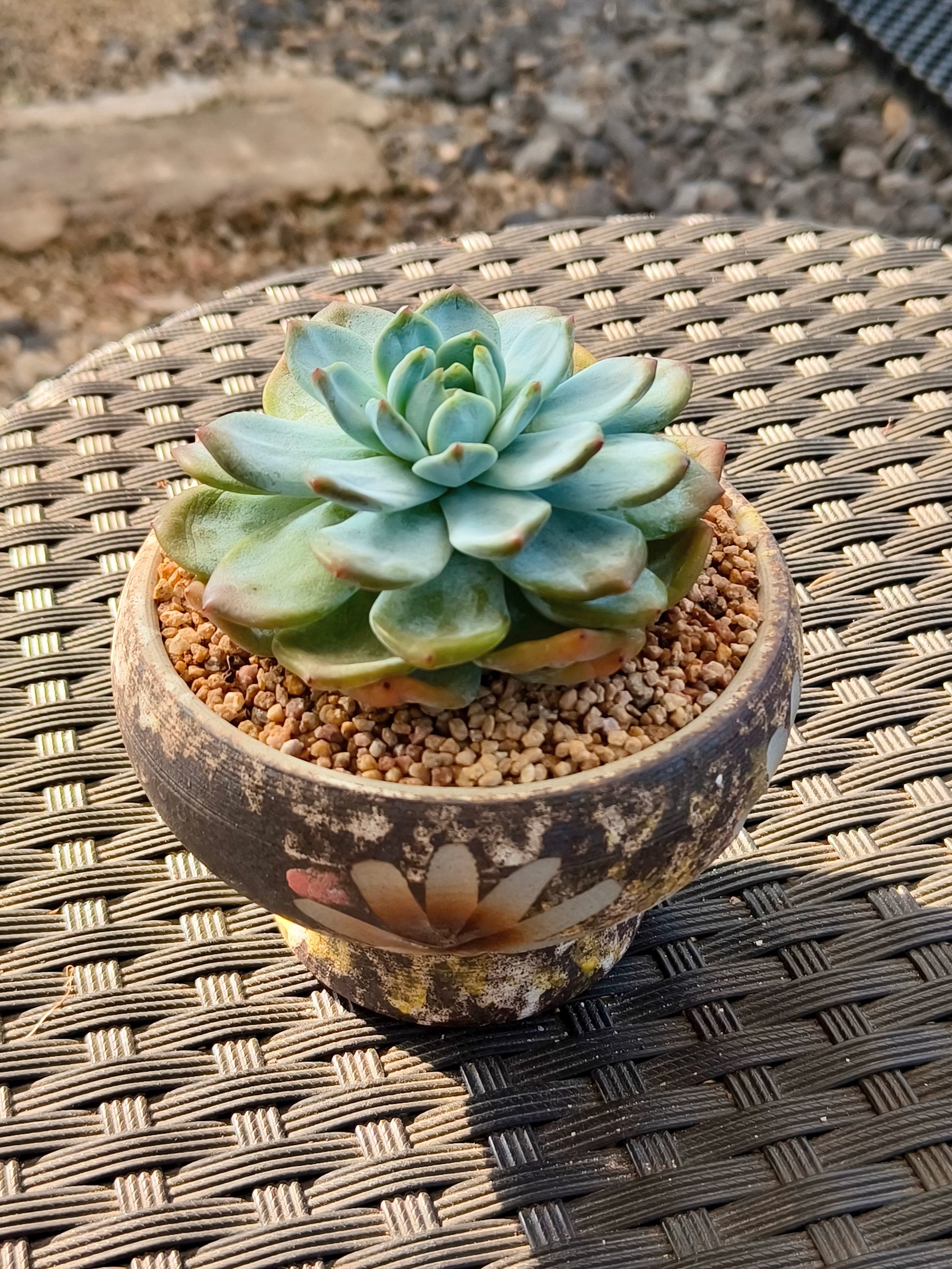Succulent Moonlit Bloom Planter – Desert Gold with Echeveria Orange Monroe - SlowBloomGreens