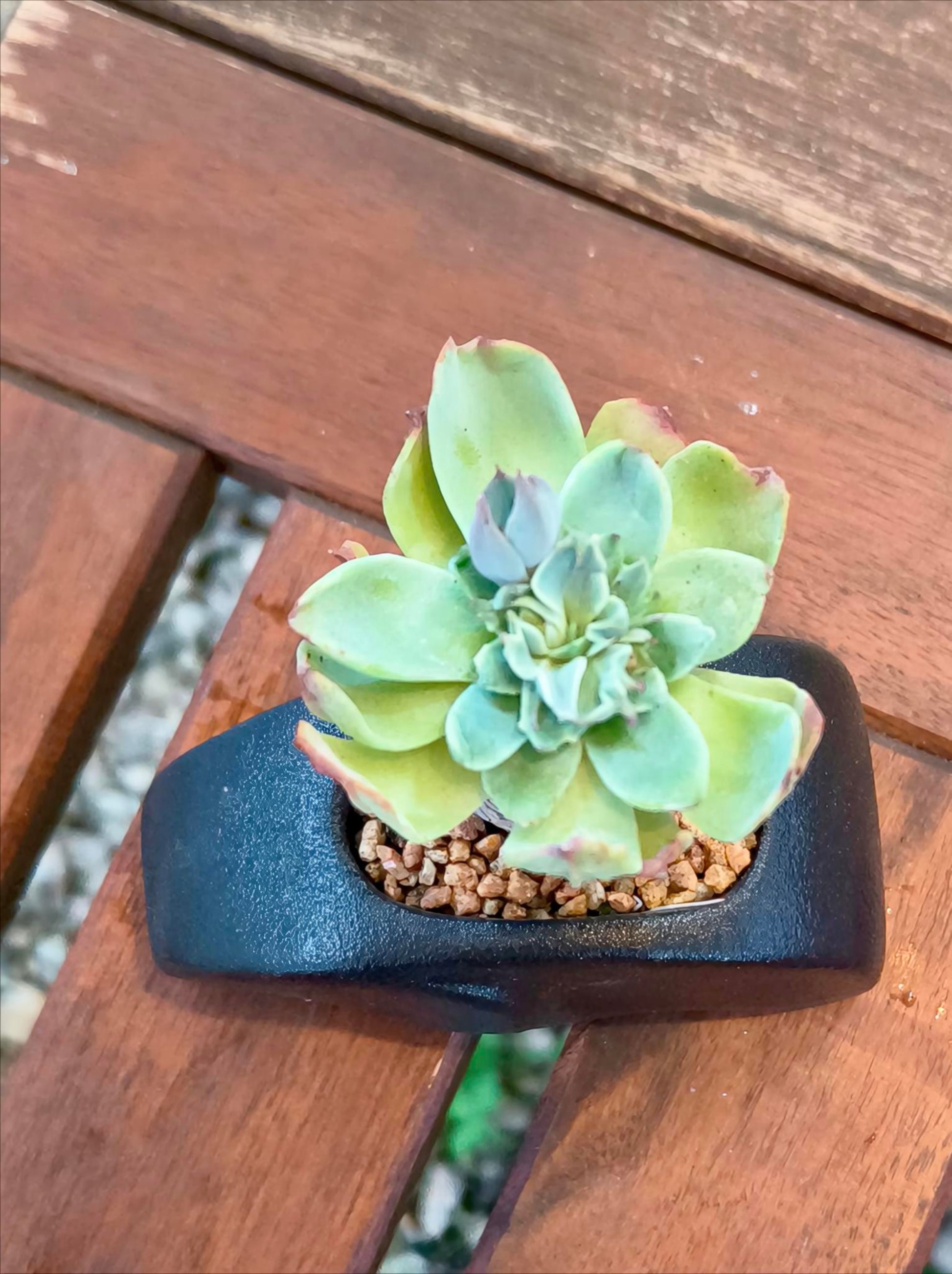 Succulent Petite Black Elephant Planter - Echeveria Elegans - SlowBloomGreens
