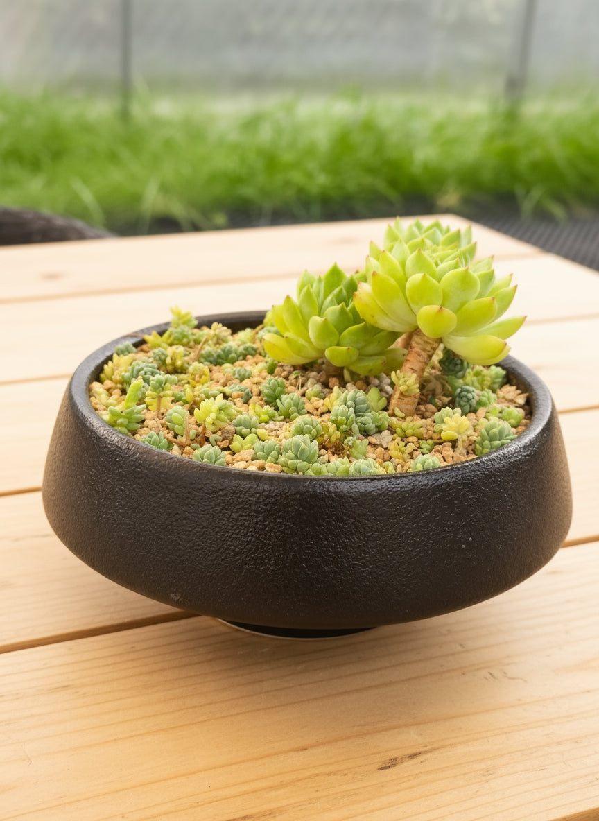 Succulent Classic Black Planter – Echeveria ‘Lime n Chili’ & Blue Tears Sedum - SlowBloomGreens