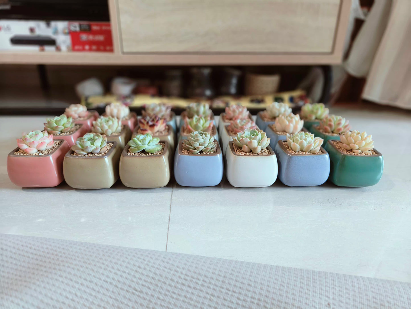 Succulent Serene Square Pots- Gift Favors (6 in a set) - SlowBloomGreens