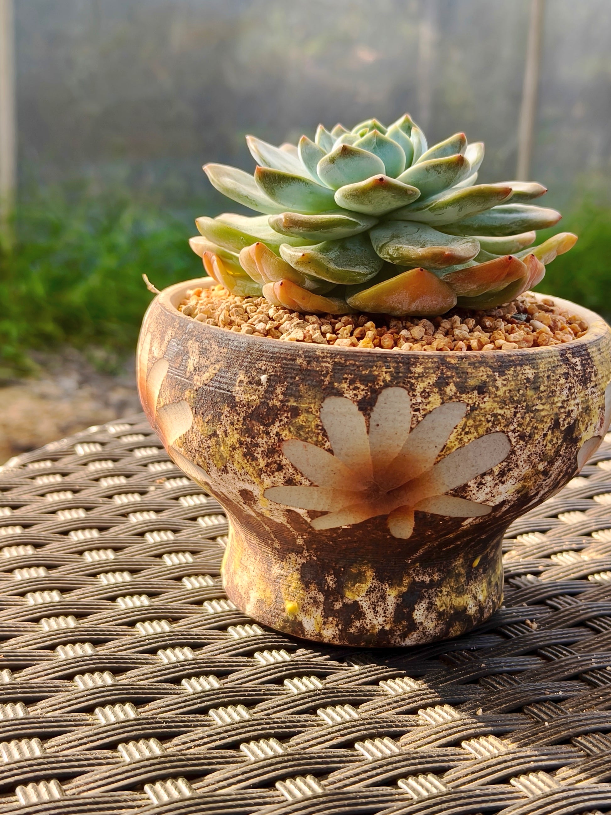 Succulent Moonlit Bloom Planter – Desert Gold with Echeveria Orange Monroe - SlowBloomGreens