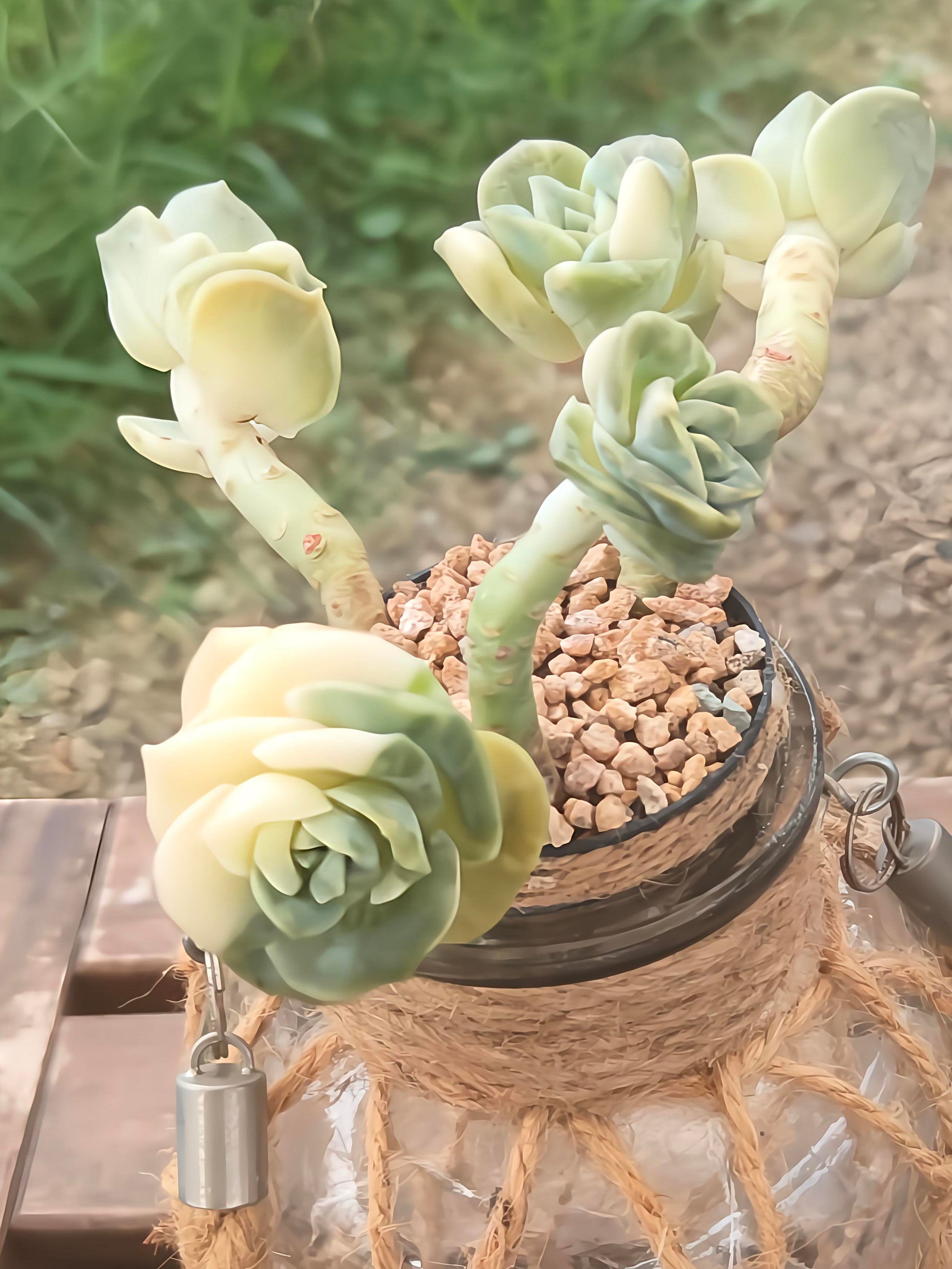 Succulent Retro Hemp Rope Vase - Graptoveria 'Lovely Rose' - SlowBloomGreens