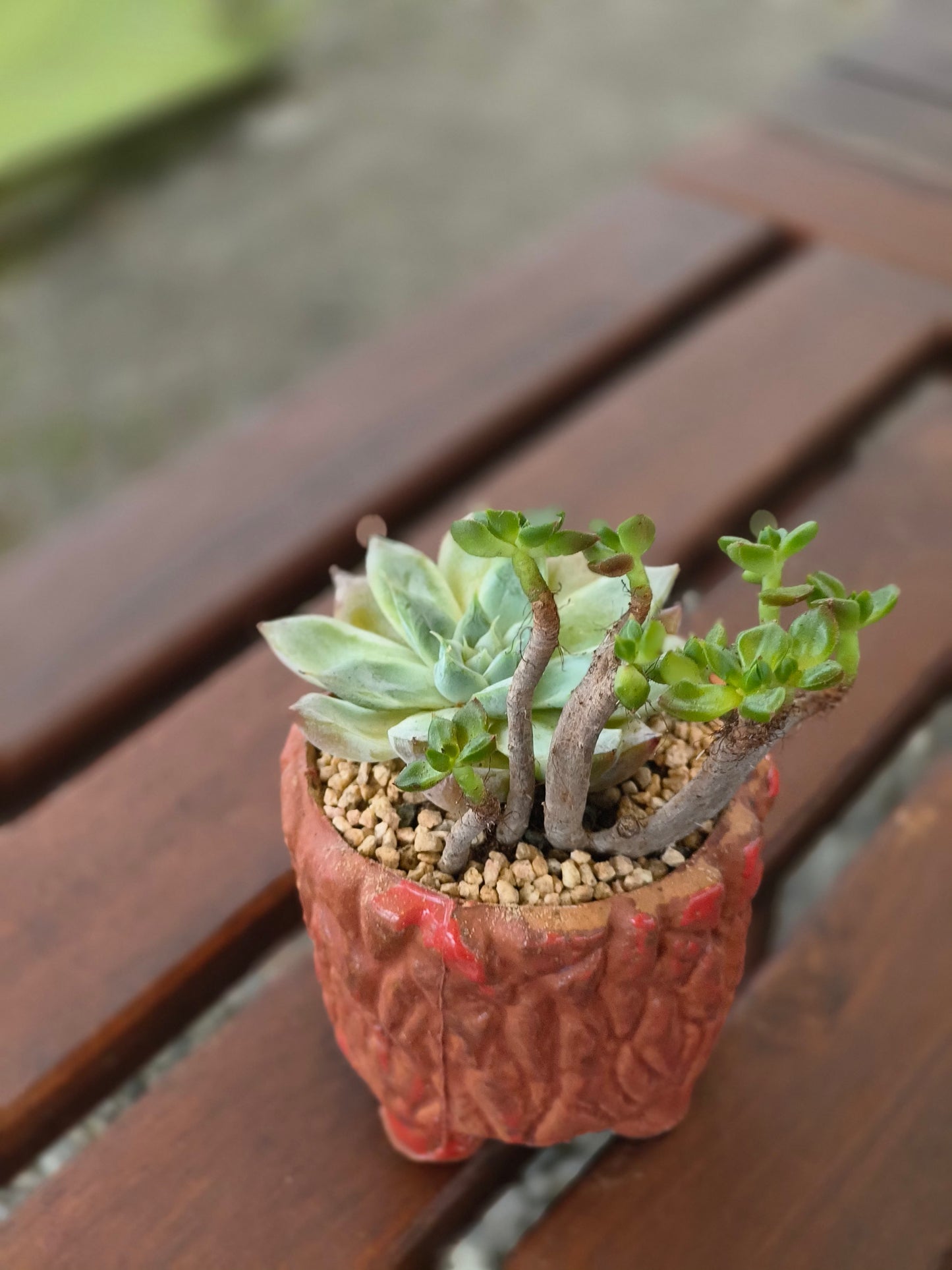 Succulent Rustica Ceramic Red – Handcrafted Succulents - SlowBloomGreens