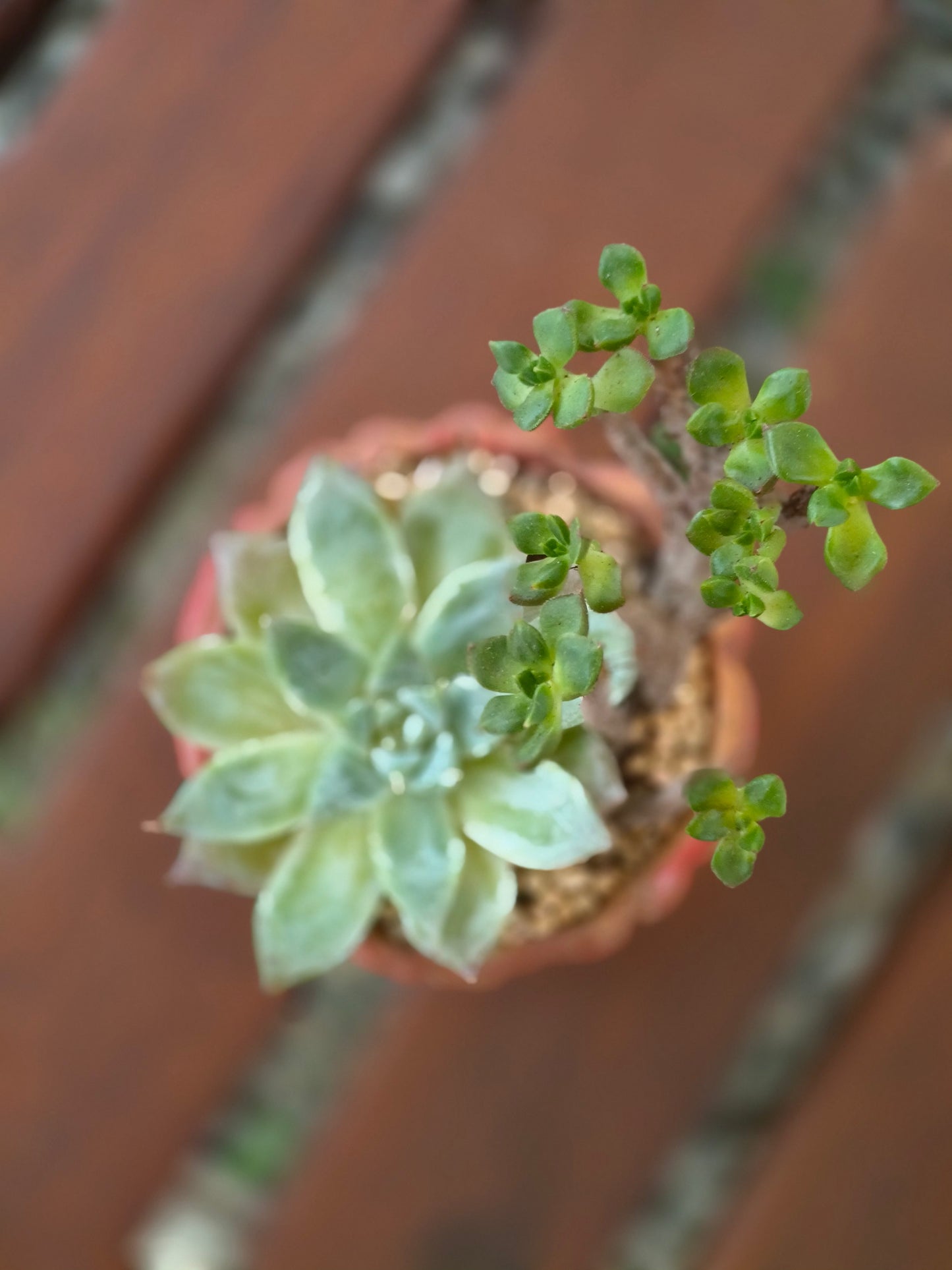 Succulent Rustica Ceramic Red – Handcrafted Succulents - SlowBloomGreens