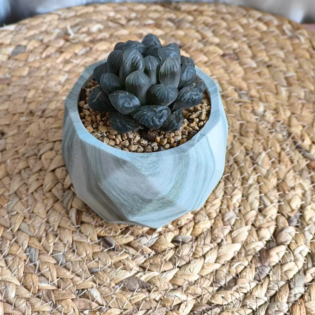 Succulent Classic Marble Earth Green Fern - SlowBloomGreens