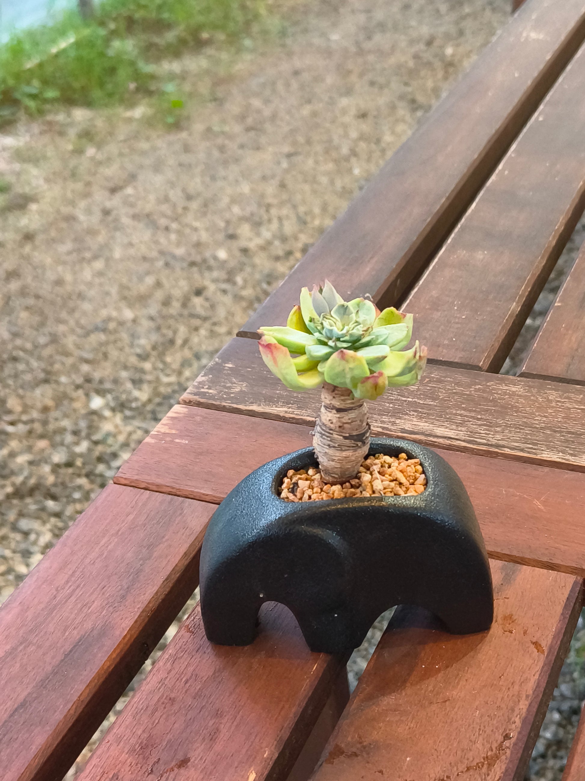 Succulent Petite Black Elephant Planter - Echeveria Elegans - SlowBloomGreens