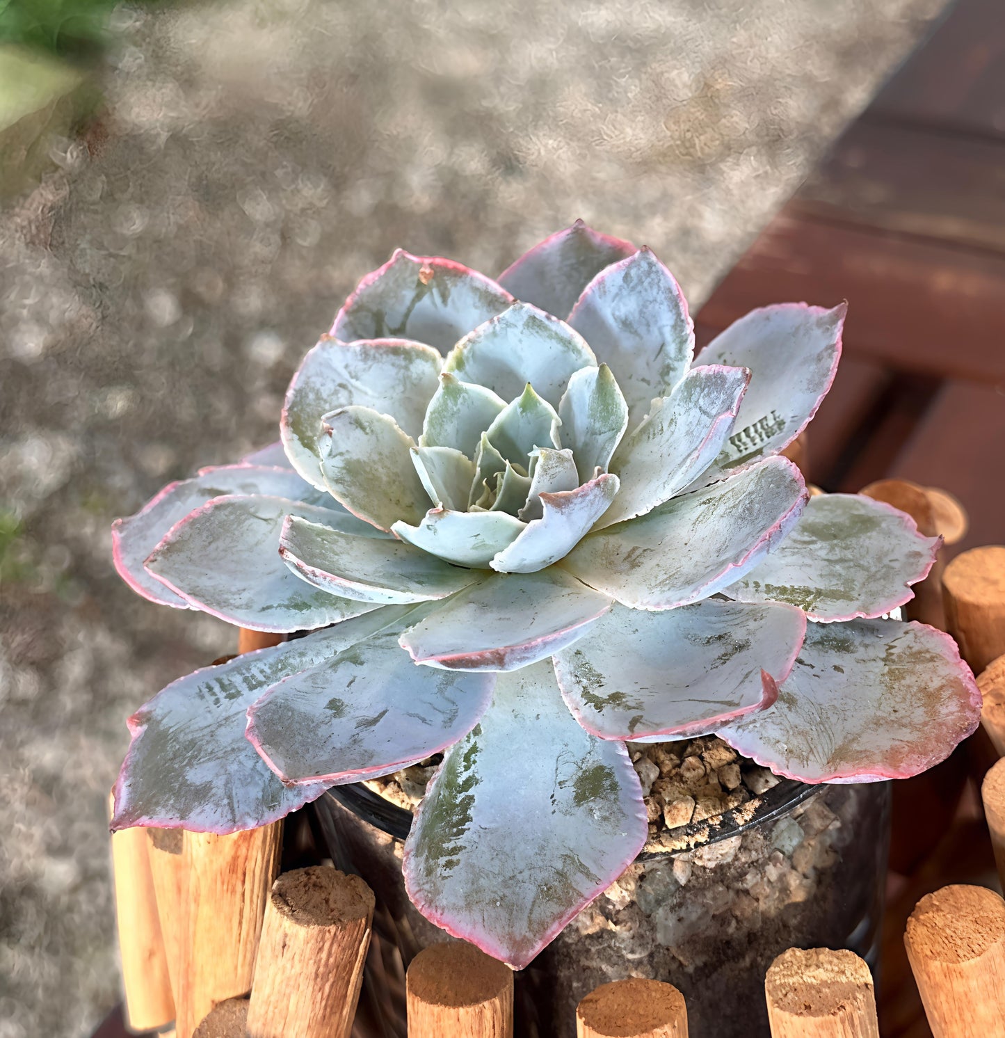 Succulent Starter Planter - Peacock Echeveria