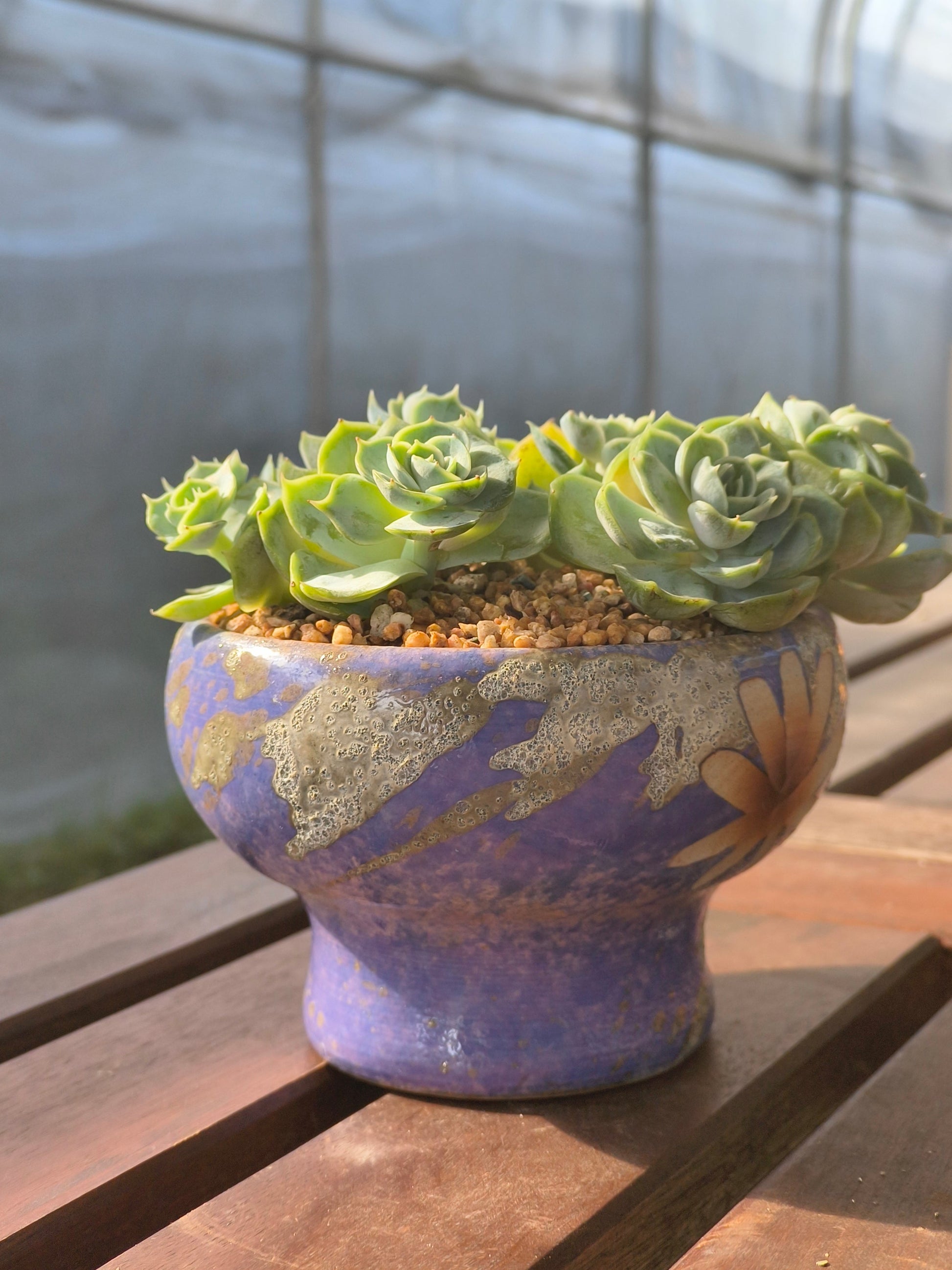 Succulent Moonlit Bloom Planter – Periwinkle Blue with Echeveria 'Blue Surprise' - SlowBloomGreens