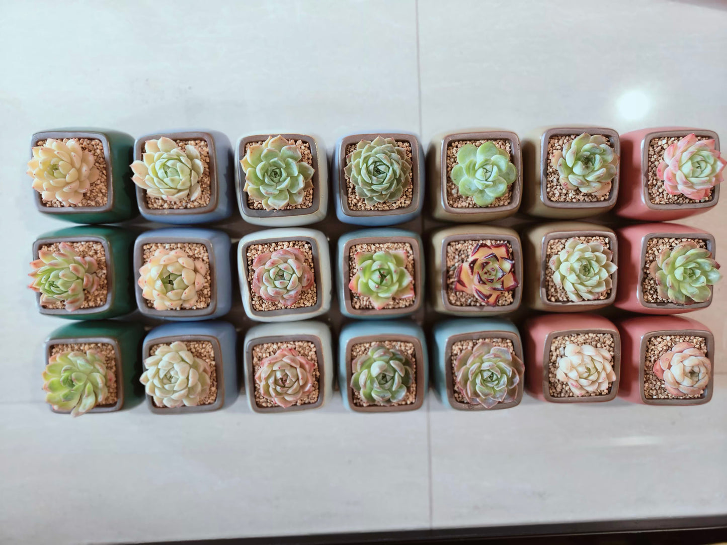 Succulent Serene Square Pots- Gift Favors (6 in a set) - SlowBloomGreens