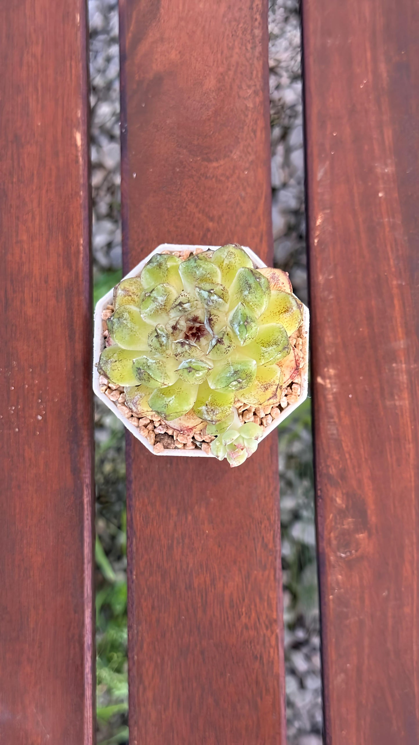 Succulent Starter Planter - Echeveria hybrid