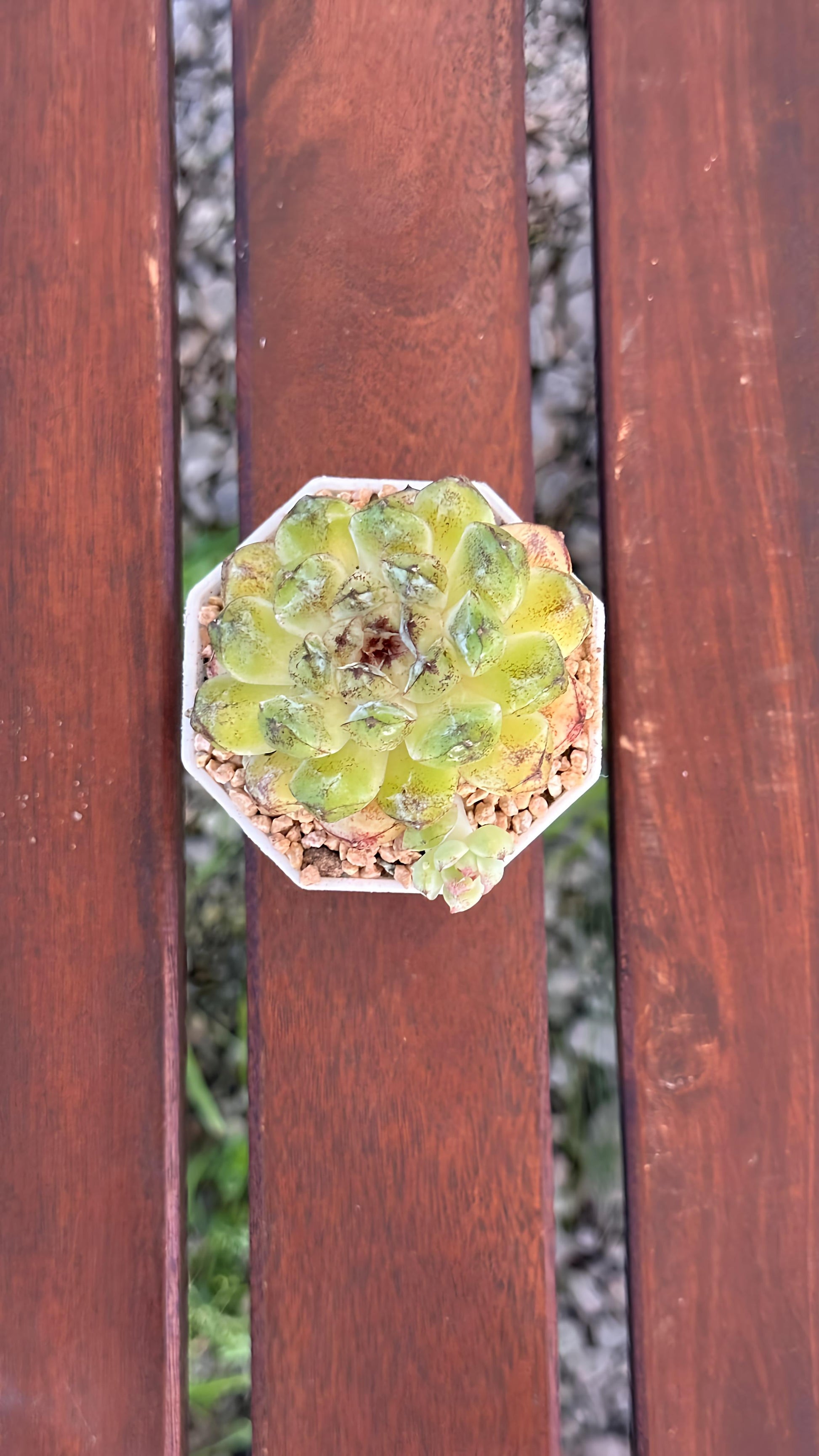 Succulent Starter Planter - Echeveria hybrid