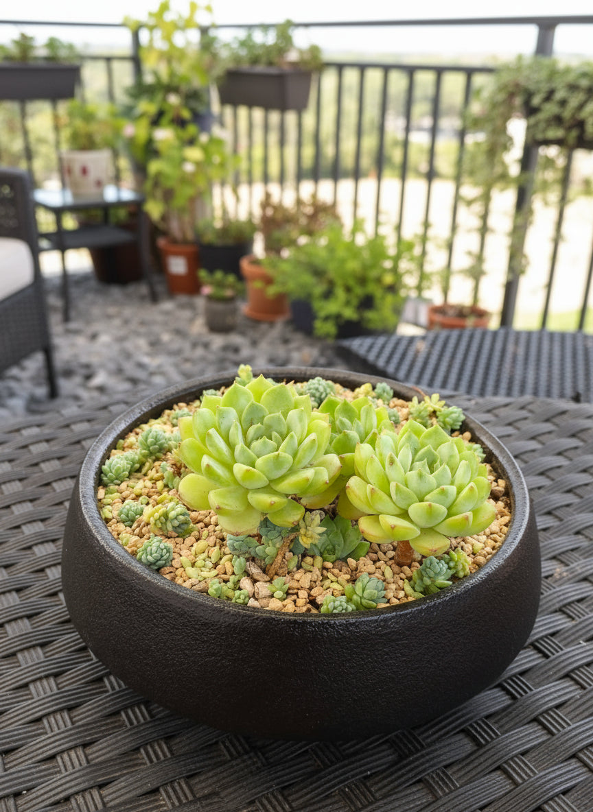 Succulent Classic Black Planter – Echeveria ‘Lime n Chili’ & Blue Tears Sedum - SlowBloomGreens