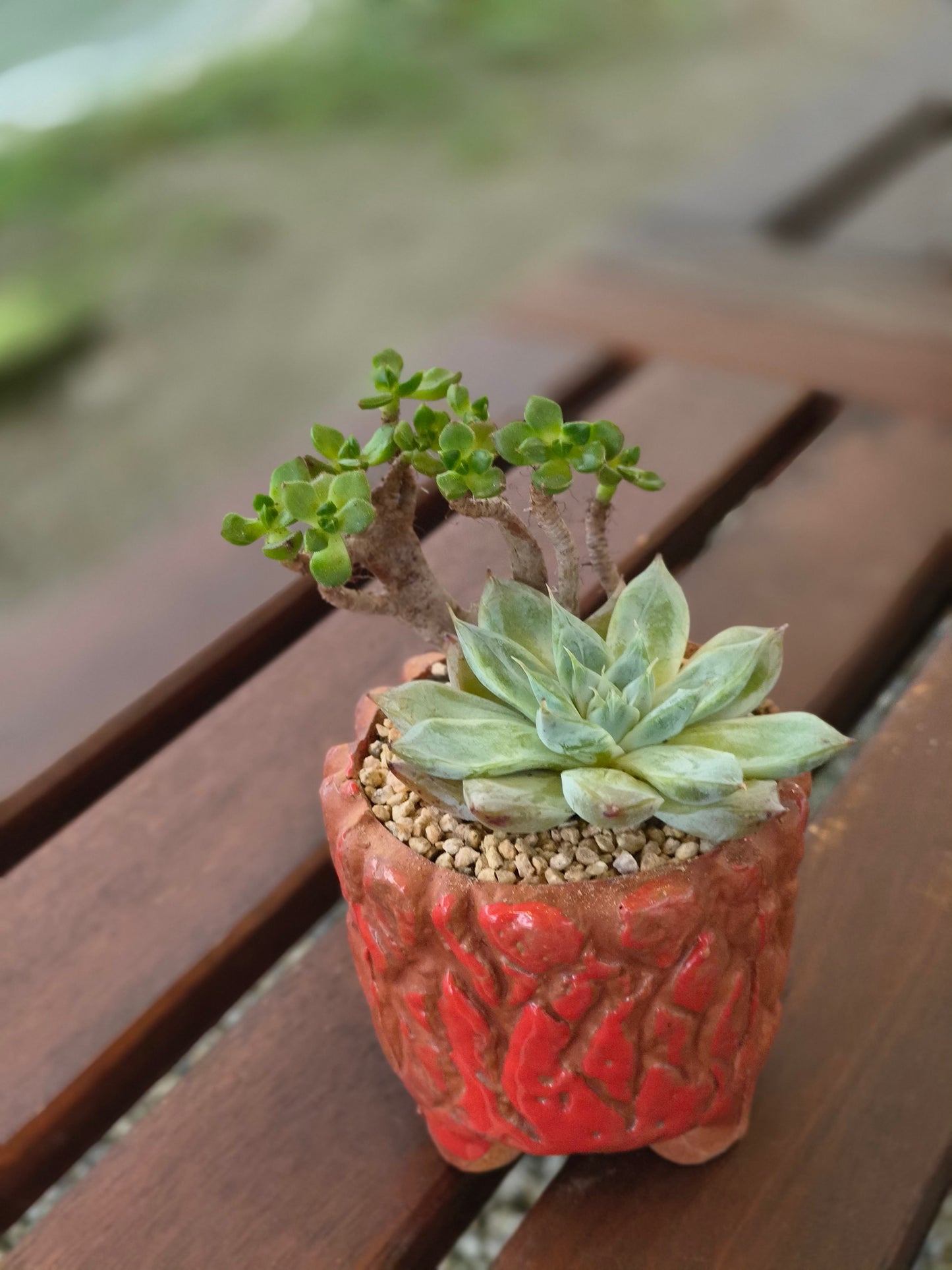 Succulent Rustica Ceramic Red – Handcrafted Succulents - SlowBloomGreens