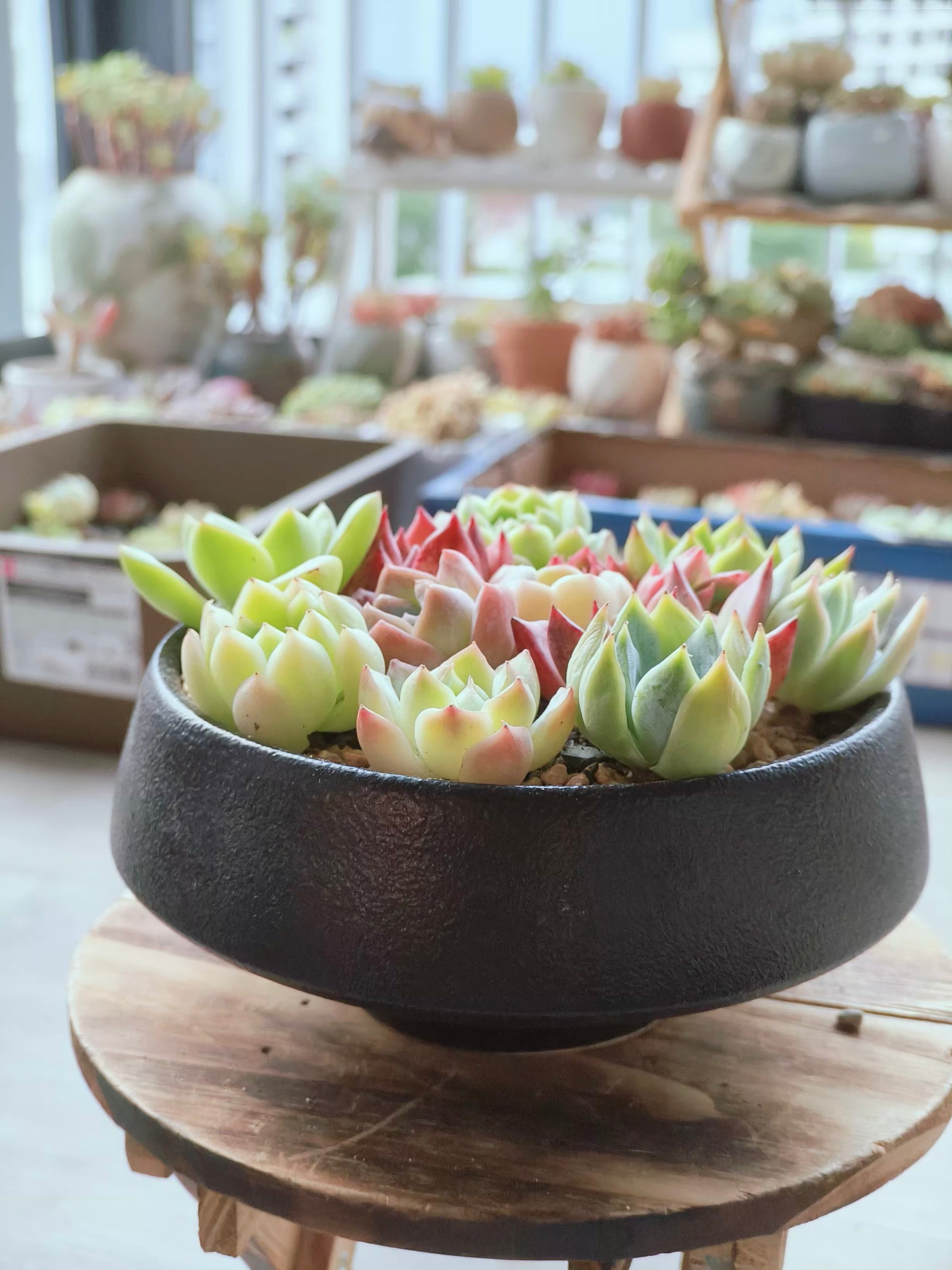 Succulent DIY Kit – Create Your Own Green Haven with 12 mini succulents - SlowBloomGreens