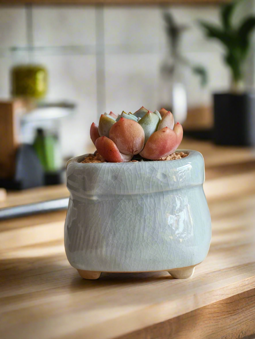 Succulent Glaze Square Pot - Gift Favors in light blue