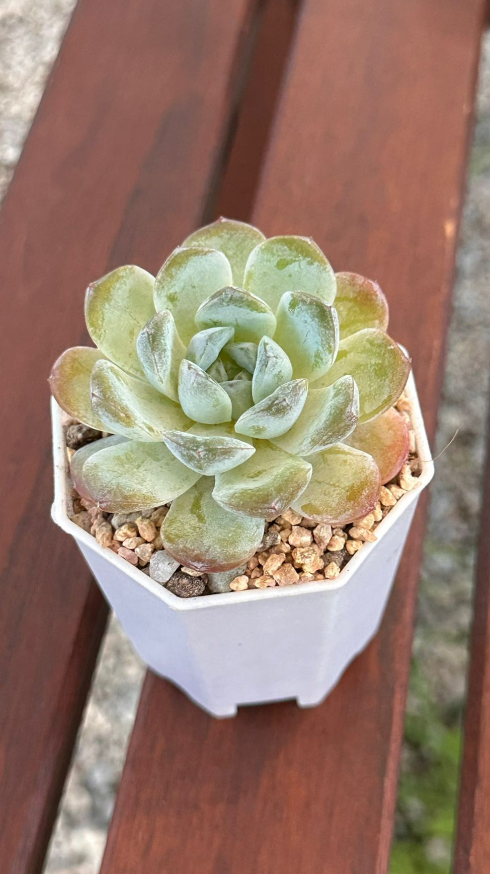 Succulent Starter Planter - Echeveria Ice Green