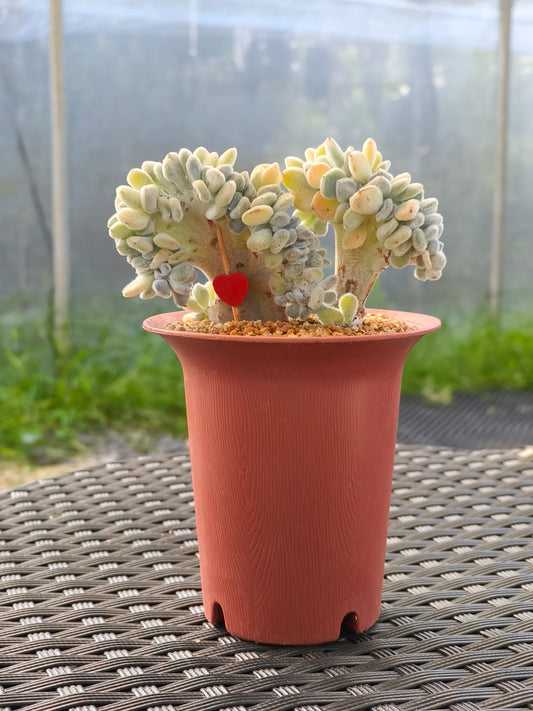 Succulent Starter Planter - Echeveria Pulvinata 'Frosty' f. cristata.