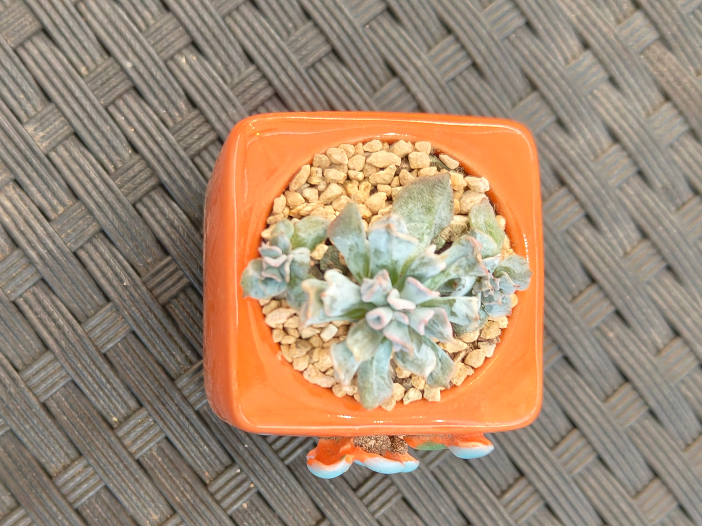 Succulent Floral Charm Orange Mini Planter – Echeveria 'Cubic Frost' (Botle tree)
