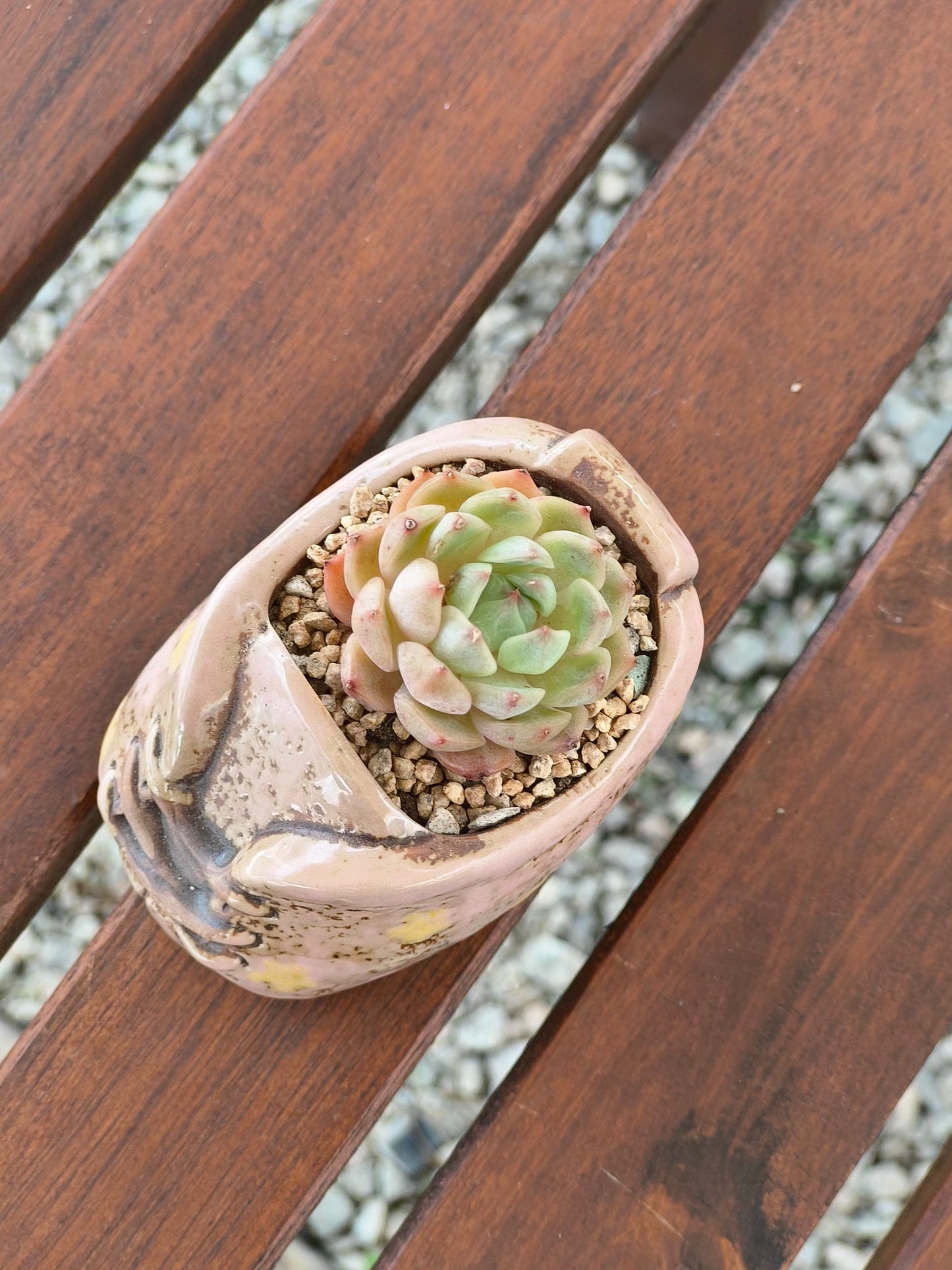 Succulent Laced-Up Soft Pink Charm Pot – Echeveria Elegans